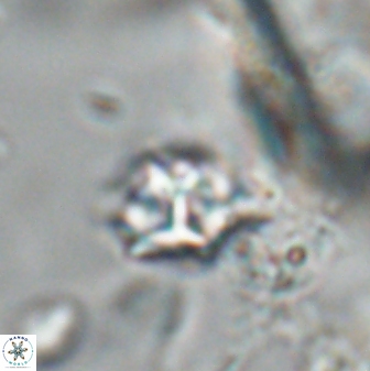 Discoaster artatus 28366