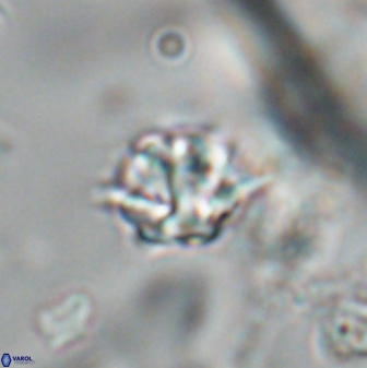 Discoaster artatus 28367