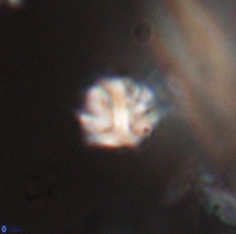 Discoaster artatus 28368