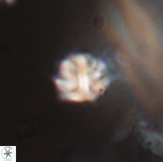 Discoaster artatus 28368