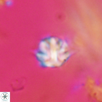 Discoaster artatus 28369