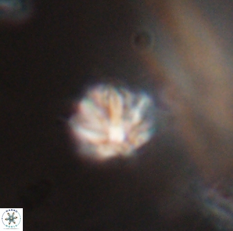 Discoaster artatus 28371