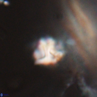 Discoaster artatus 28373