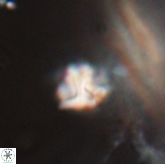 Discoaster artatus 28373