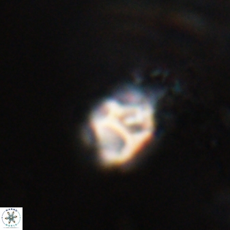 Discoaster artatus 28375