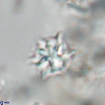 Discoaster artatus 28377