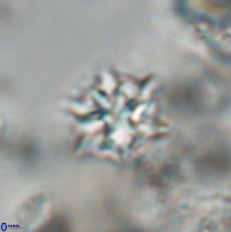 Discoaster artatus 28378