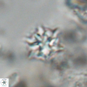 Discoaster artatus 28378