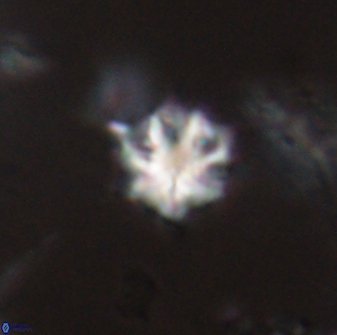 Discoaster artatus 28383