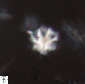 Discoaster artatus 28383