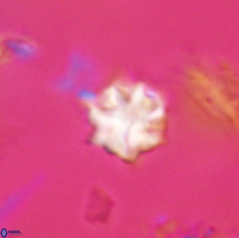 Discoaster artatus 28384