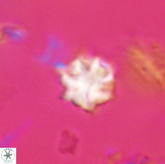 Discoaster artatus 28384