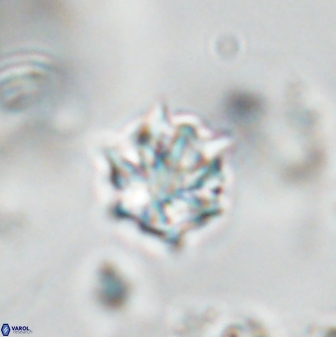 Discoaster artatus 28385