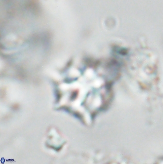 Discoaster artatus 28386