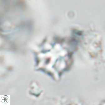 Discoaster artatus 28386