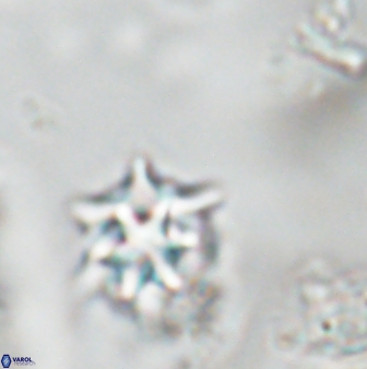 Discoaster artatus 28387