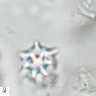 Discoaster artatus 28387