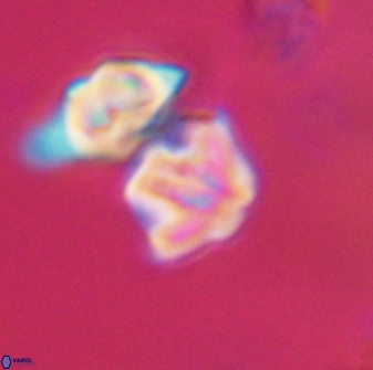 Discoaster artatus 28392