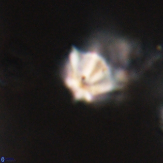 Discoaster artatus 28394