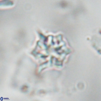 Discoaster artatus 28395