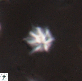 Discoaster artatus 28398