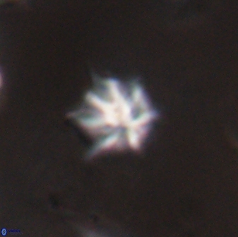 Olladiscoaster artatus 28400