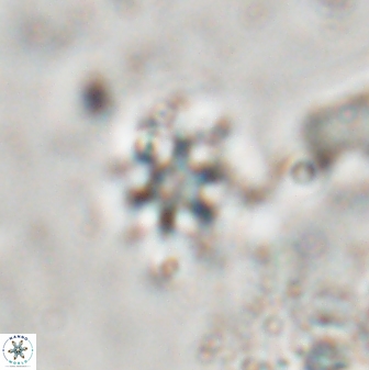 Discoaster artatus 29708