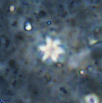 Discoaster artatus 29711