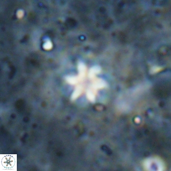 Discoaster artatus 29711
