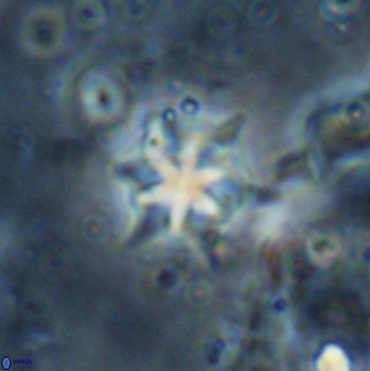 Discoaster artatus 29713