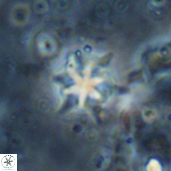 Discoaster artatus 29713