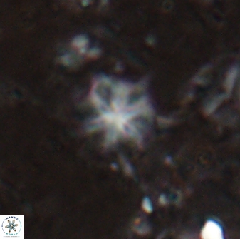 Discoaster artatus 29716