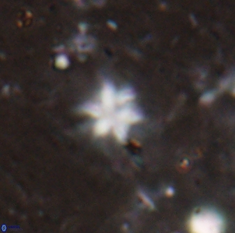 Discoaster artatus 29717