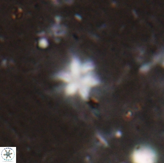 Discoaster artatus 29717