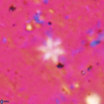 Discoaster artatus 29718