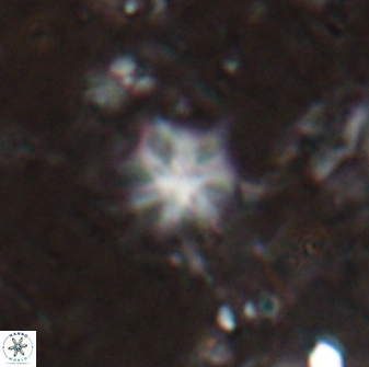 Discoaster artatus 29720