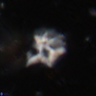 Discoaster artatus 30546