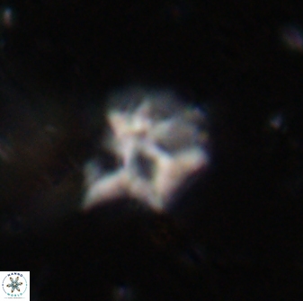 Discoaster artatus 30546