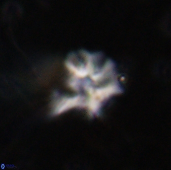 Discoaster artatus 30547