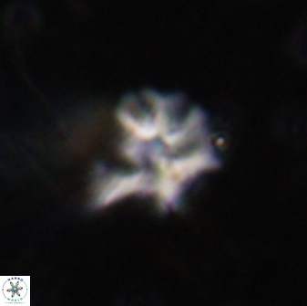 Discoaster artatus 30547