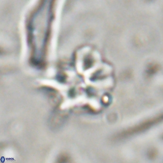 Discoaster artatus 30550