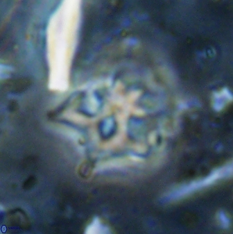 Discoaster artatus 30553