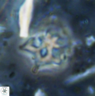 Discoaster artatus 30553