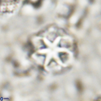 Discoaster artatus 30778