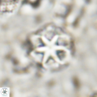 Discoaster artatus 30778