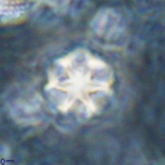 Discoaster artatus 30779