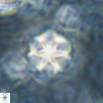 Discoaster artatus 30779