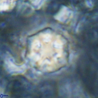 Discoaster artatus 30780