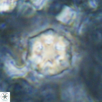 Discoaster artatus 30780