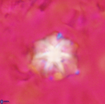 Discoaster artatus 30783